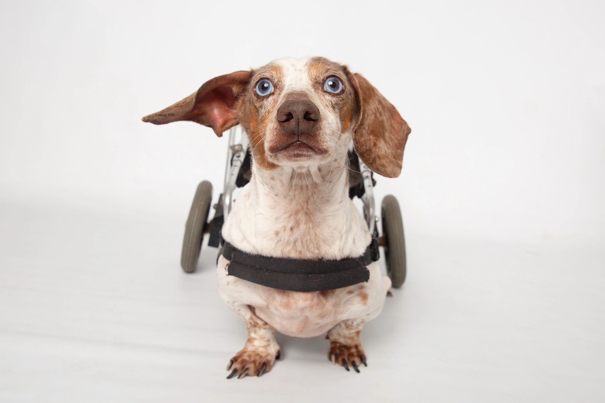 ARB The Best 　 POWER UP! HOUND DOG Lightweight Dog Wheelchair Adjustable Pet Cart with Wheels